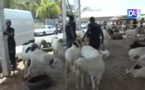 Tabaski :  Zahra Iyane Thiam offre des moutons aux Imams des quartiers de la Sicap