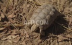 De Monaco au Sénégal, 46 tortues menacées renouent avec la terre d'Afrique