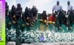 La révolution du secteur de la pêche: Une urgence pour les nouvelles autorités