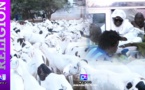TOUBA- Les Baayfaal donnent 1158 moutons bien lavés et bien parfumés au Khalife Général des Mourides