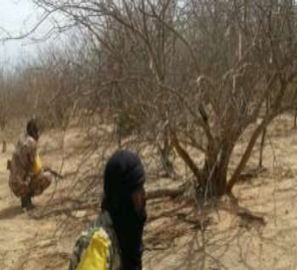 Mali - Mauritanie : Aqmi de retour dans la forêt de Wagadou