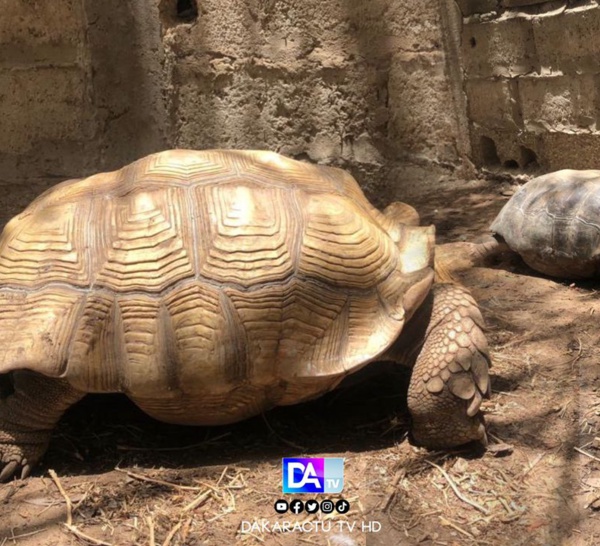 Journée mondiale de la Tortue : L’histoire jamais racontée de l’une des plus anciennes créatures de l’humanité