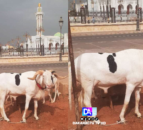 Tabaski 2024:  Me Abdoulaye Wade offre un gros bélier à la grande mosquée Massalikul Jinaan