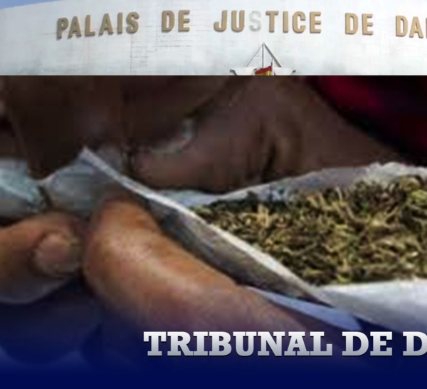 Tribunal de Dakar : Le jeune dealer propose du chanvre indien à son père et ses amis…