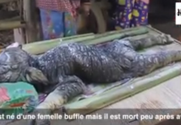 'Mi-buffle, mi-crocodile' : une étrange créature voit le jour en Thaïlande